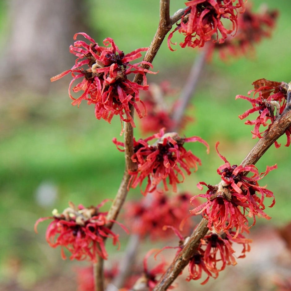 Diane Witch Hazel