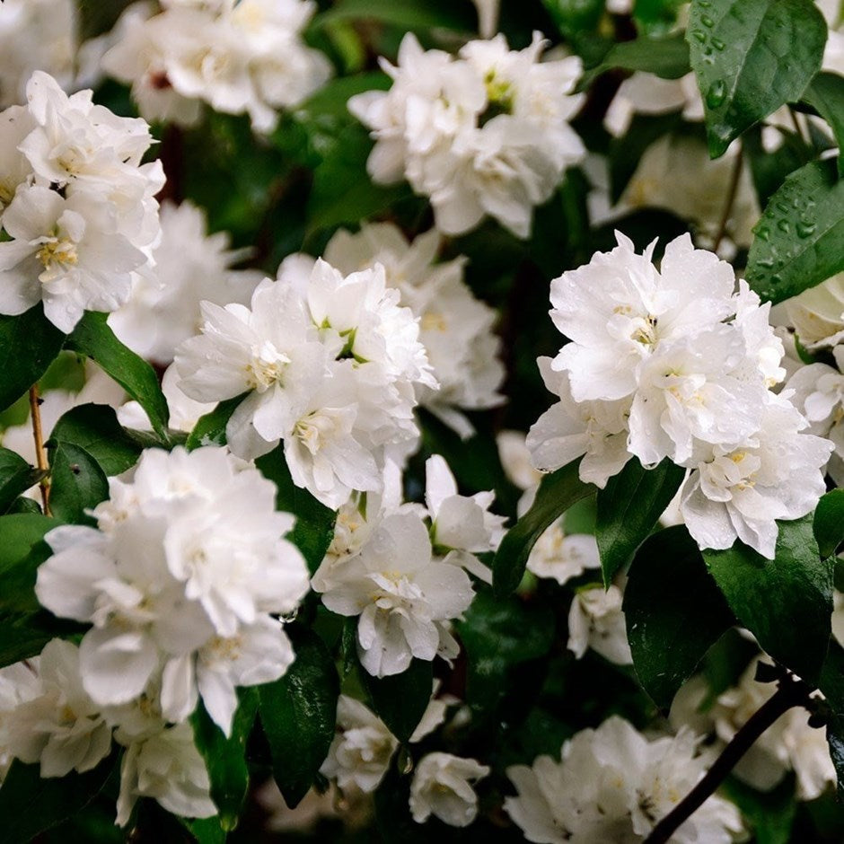 Minn Snowflake Mock Orange