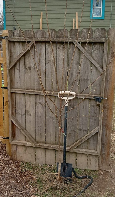 Italian Plum Tree – Dwarf Rootstock