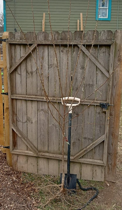 Italian Plum Tree – Dwarf Rootstock