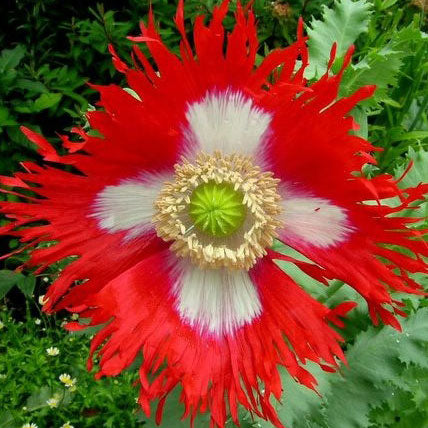Papaver somniferum - Danish Flag Poppy - Starter Plant