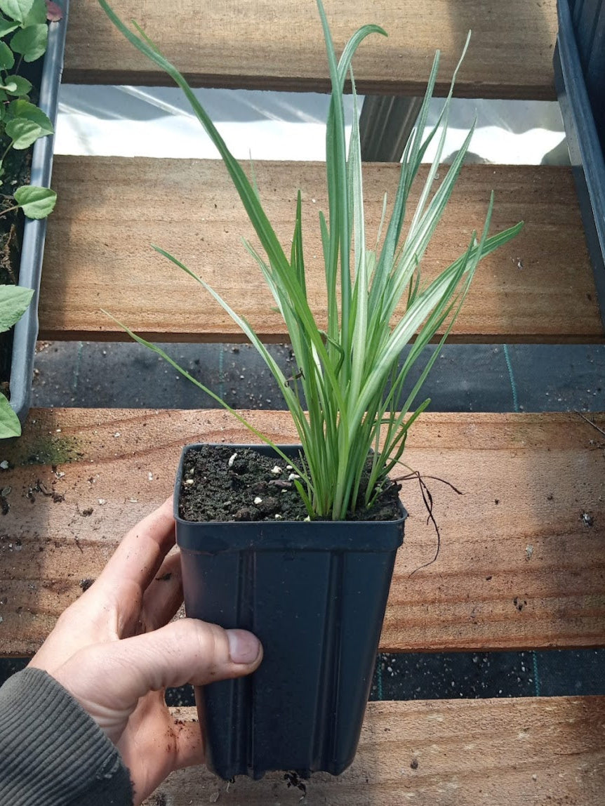 Prairie Blazing Star Plant - Liatris pycnostachya - 3.5" Pot