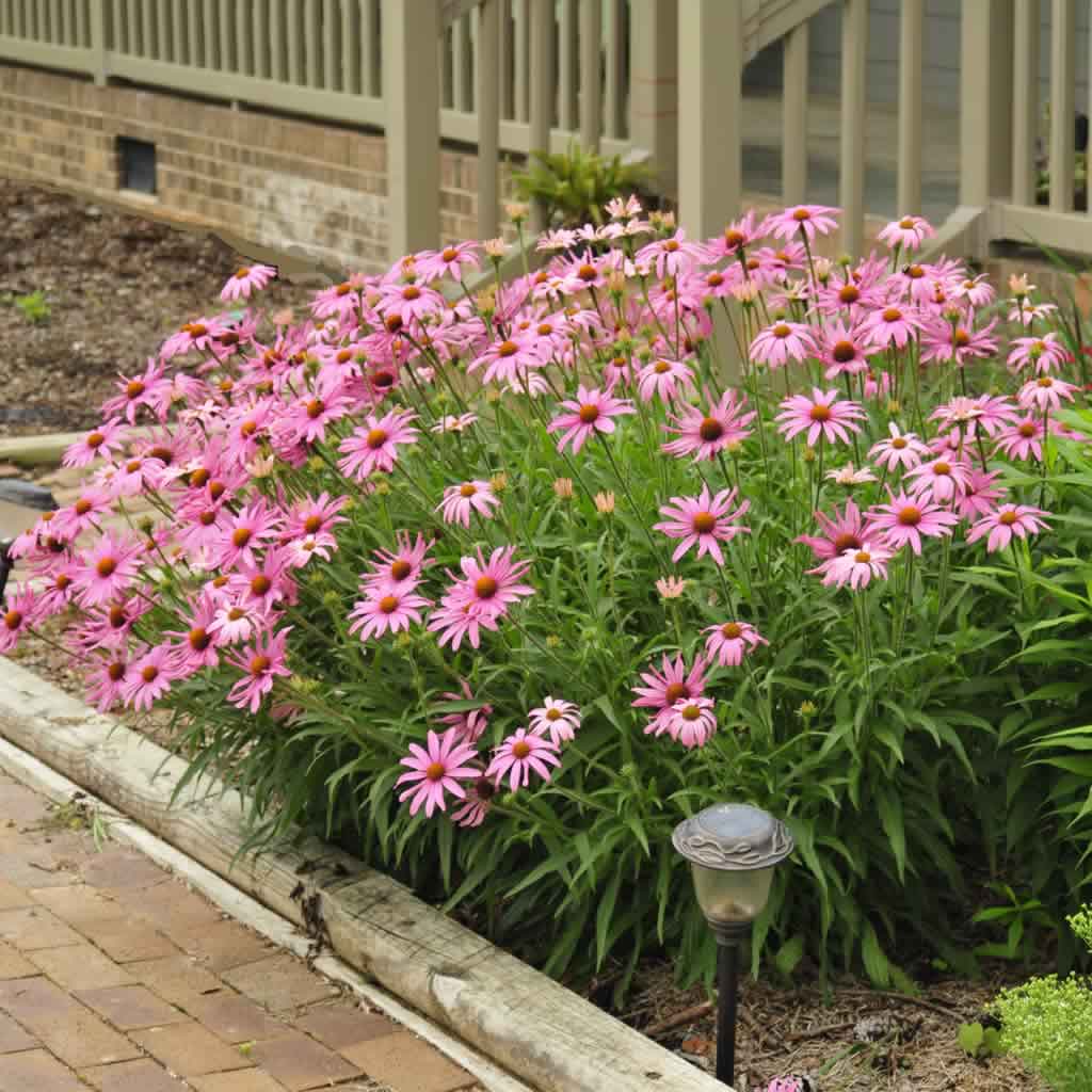 Purple Coneflower Plant - Echinacea purpurea - 3.5" Pot – Zuba Plants