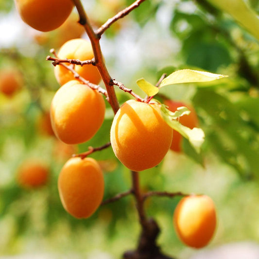 Puget Gold Apricot – Semi-Dwarf
