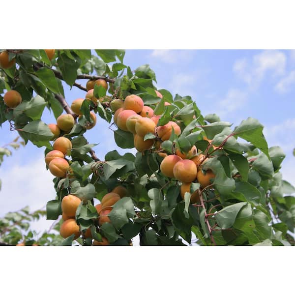 Puget Gold Apricot – Semi-Dwarf