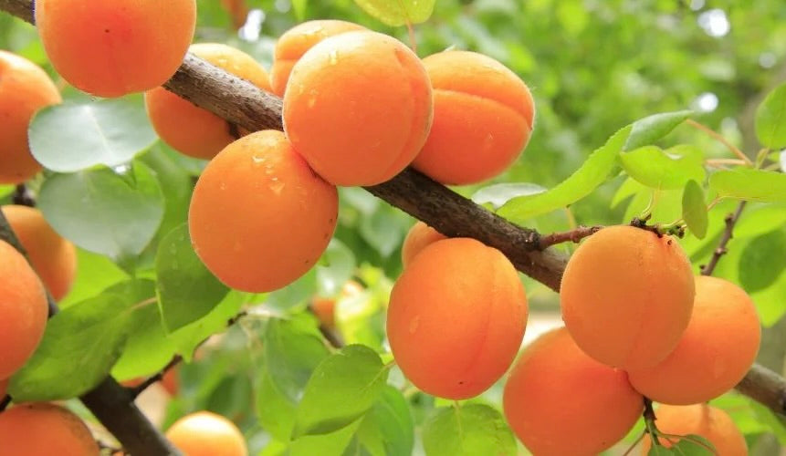 Puget Gold Apricot – Semi-Dwarf