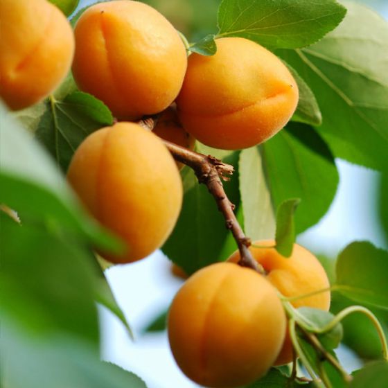 Puget Gold Apricot – Semi-Dwarf
