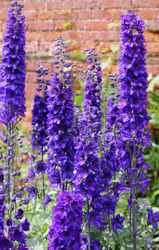 Pacific Giant Delphinium Plant - Delphinium elatum - 2" Plug