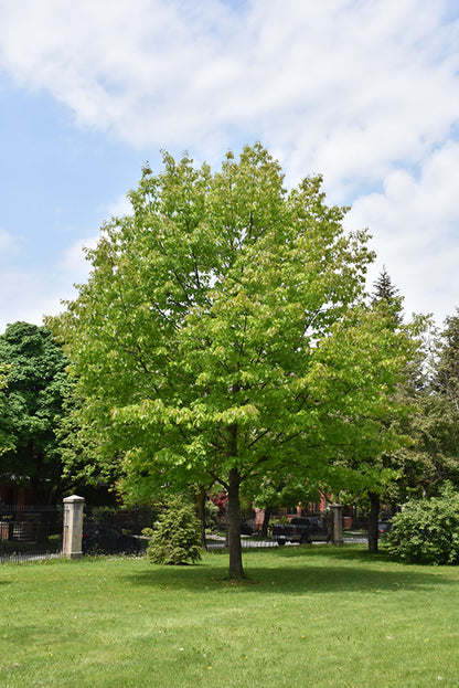 Red Oak (Quercus rubra)