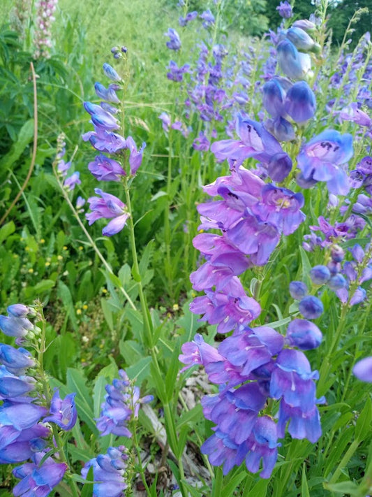 Rocky Mountain Penstemon - Penstemon strictus - 2" Plug