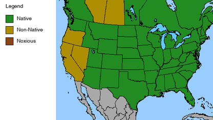 Wild Golden Glow Plant - Rudbeckia laciniata - 2" Plug