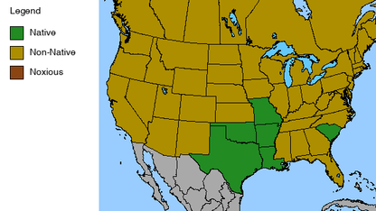 Great Giant Coneflower Plant - Rudbeckia maxima - 2" Plug