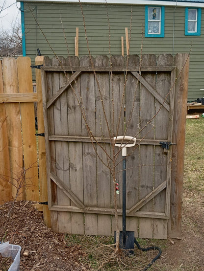 Satsuma Plum – Semi-Dwarf Rootstock