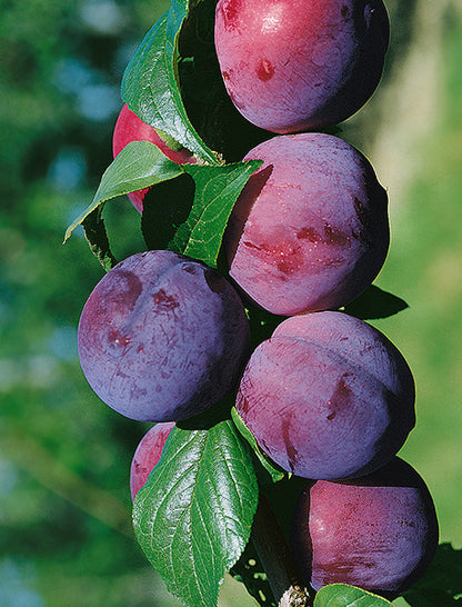 Satsuma Plum (Prunus salicina) – Semi-Dwarf