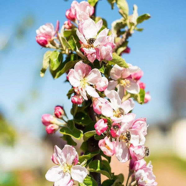 Scarlet Sentinal Columnar Apple