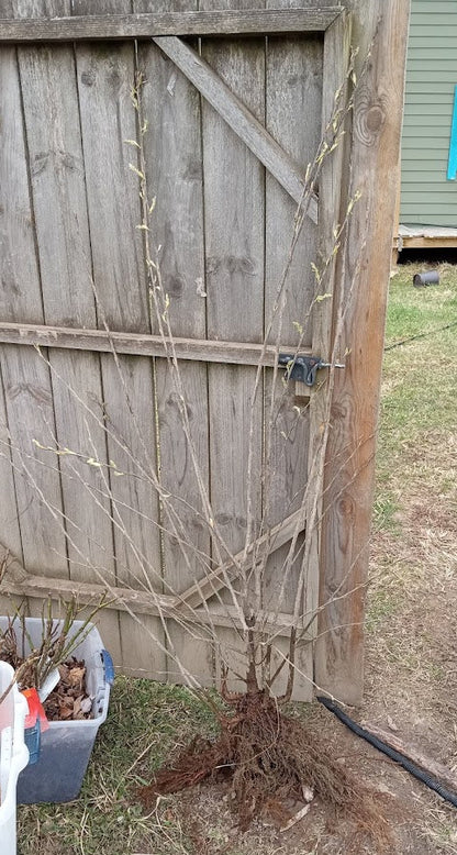 Autumn Brilliance Serviceberry (Juneberry)