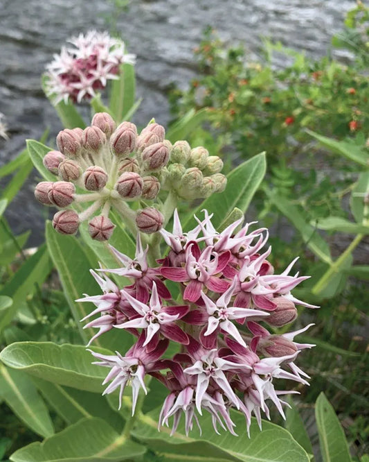 Showy Milkweed Plant - Asclepias speciosa  - 2" Plug