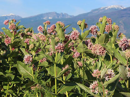 Showy Milkweed Plant - Asclepias speciosa  - 2" Plug