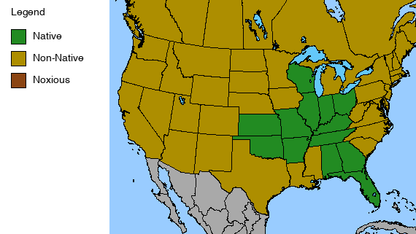 Royal Catchfly Plant - Silene regia - 2" Plug