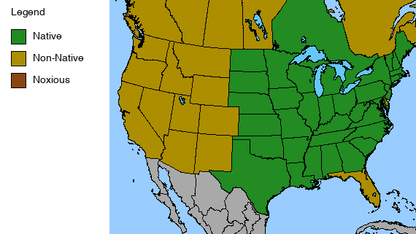 Showy Goldenrod Plant - Solidago speciosa - 2" Plug