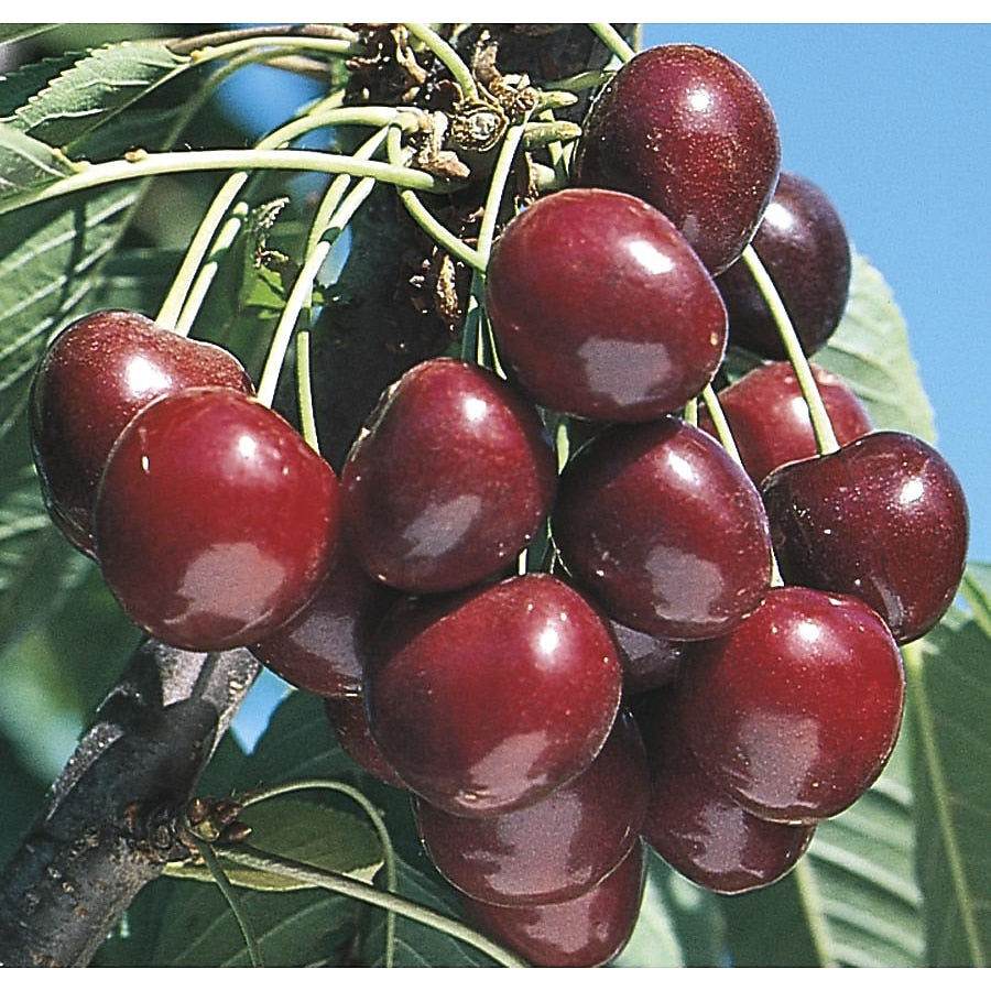 Stella Cherry – Semi-Dwarf