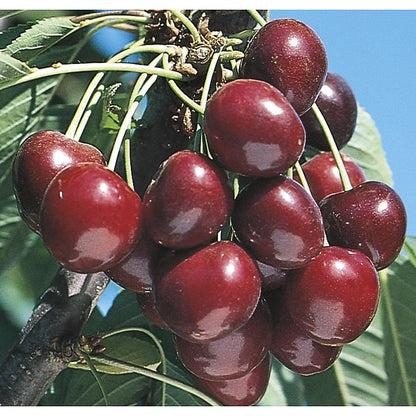 Stella Cherry – Semi-Dwarf