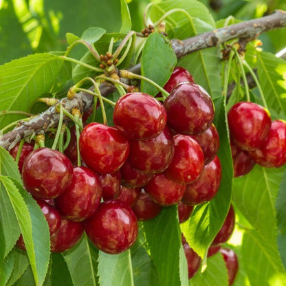Stella Cherry – Semi-Dwarf