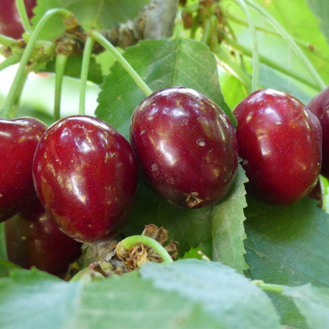 Stella Cherry – Semi-Dwarf
