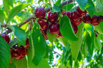 Stella Cherry – Semi-Dwarf