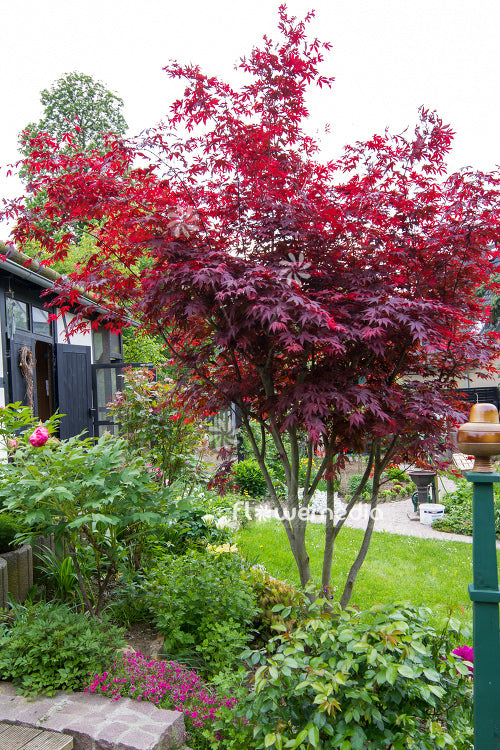 Atropurpurem Japanese Maple (Acer Palmatum) - Branched