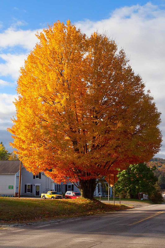 Sugar Maple