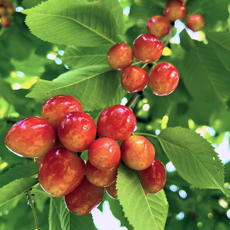 Sweetheart Cherry – Semi-Dwarf