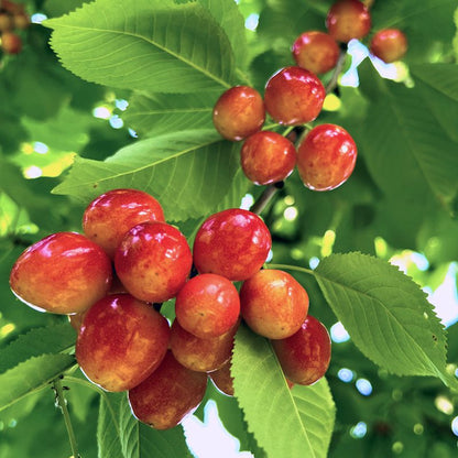 Sweetheart Cherry – Semi-Dwarf