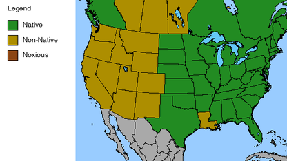Heart-leaved Aster Plant - Symphyotrichum cordifolium - 2" Plug