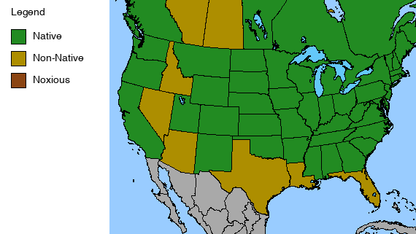 New England Aster Plant - Symphyotrichum novae-angliae - 2" Plug