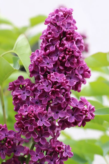 Ludwig Spaeth Lilac