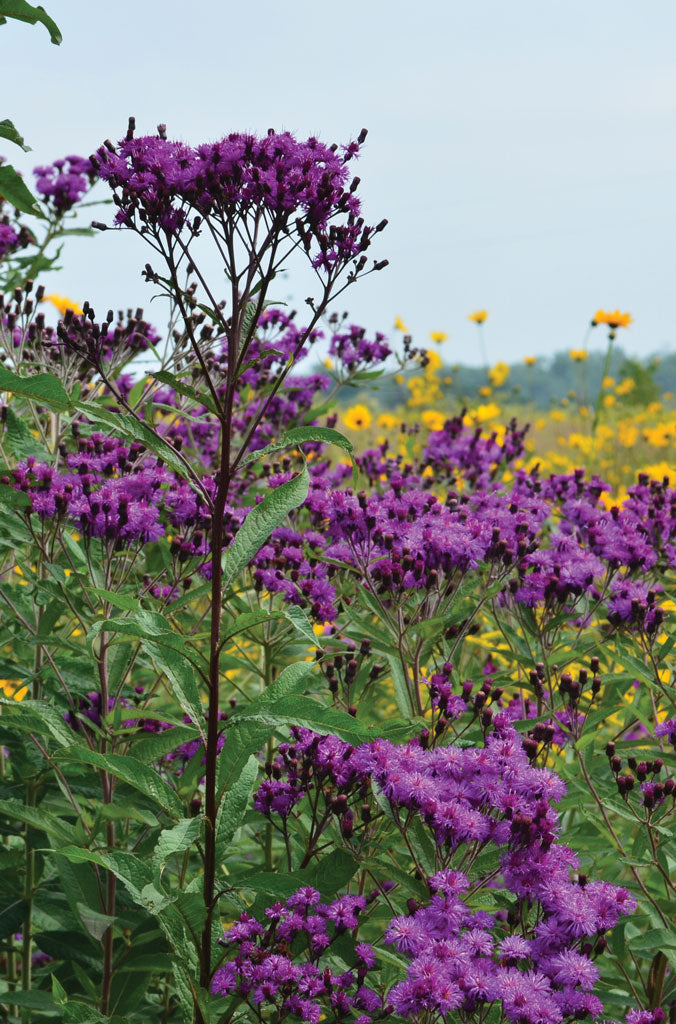 Tall Ironweed Plant - Vernonia gigantea - 2" Plug