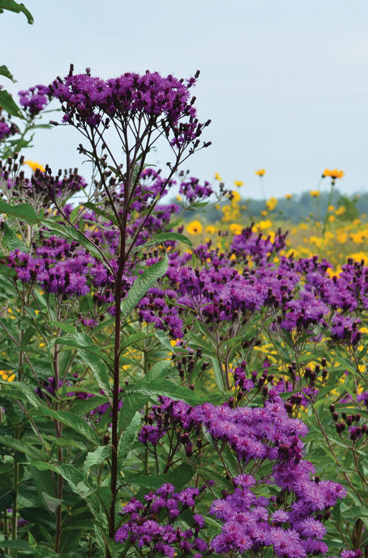 Tall Ironweed Plant - Vernonia gigantea - 2" Plug