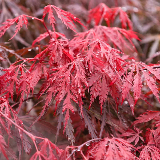 Japanese Maple Tamukeyama (Acer p. dissectum) - Bareroot Whip