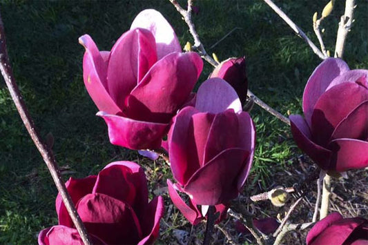 Magnolia Tinkerbelle (Magnolia x Tinkerbelle) 4ft tall