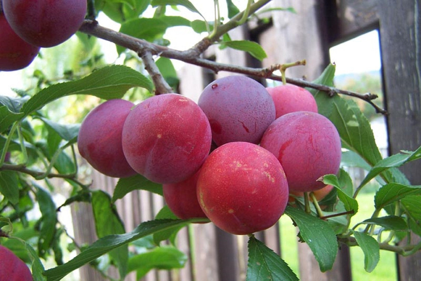 Toka Plum – Semi-Dwarf