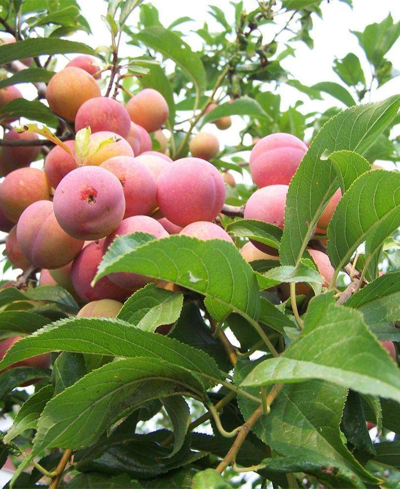 Toka Plum – Semi-Dwarf
