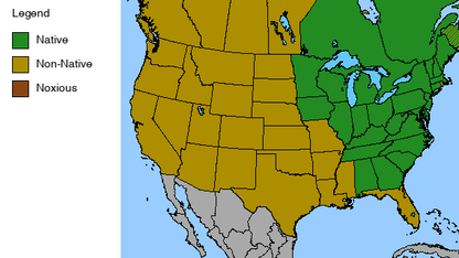 Large-flowered Trillium Plant - Trillium grandiflorum - 2" Plug