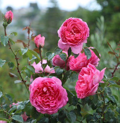 True Inspiration - Hardy Rose Plant