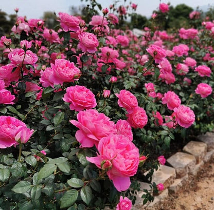 True Inspiration - Hardy Rose Plant