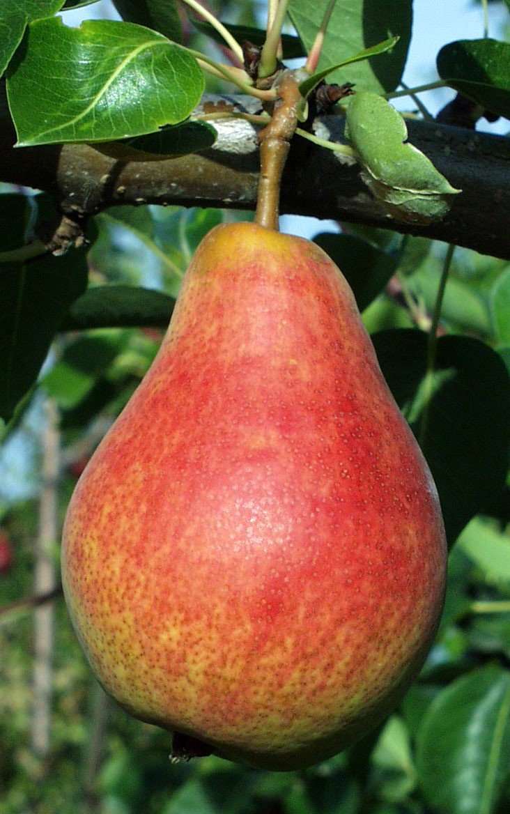 Ubileen Pear – Semi-Dwarf
