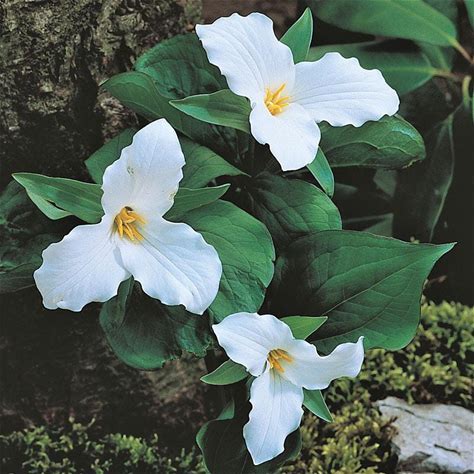 Large-flowered Trillium Plant - Trillium grandiflorum - 2" Plug