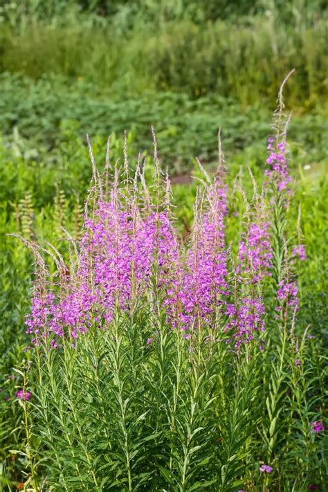 Fireweed Plant - Chamaenerion angustifolium - 2" Plug