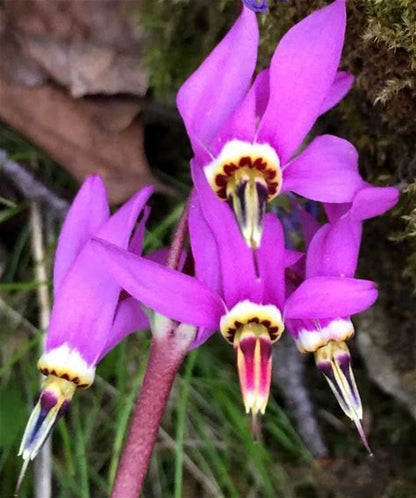 Amethyst Shooting Star Plant - Dodecatheon amethystinum - 2" Plug