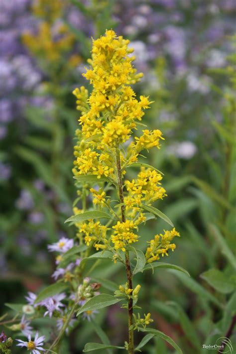 Showy Goldenrod Plant - Solidago speciosa - 2" Plug
